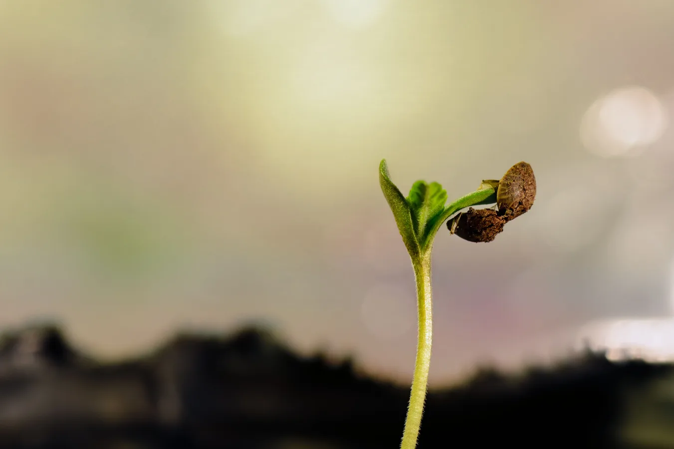 How a managed IT partner helps Belgian SMEs grow faster without hiring in-house